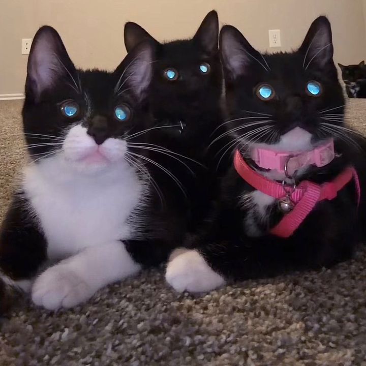 cat_dancers