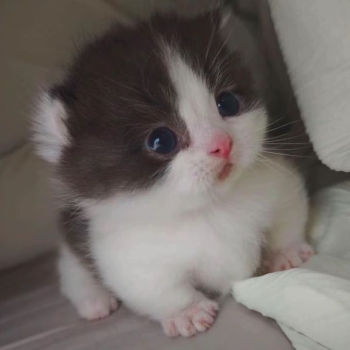 Kkkkkitty