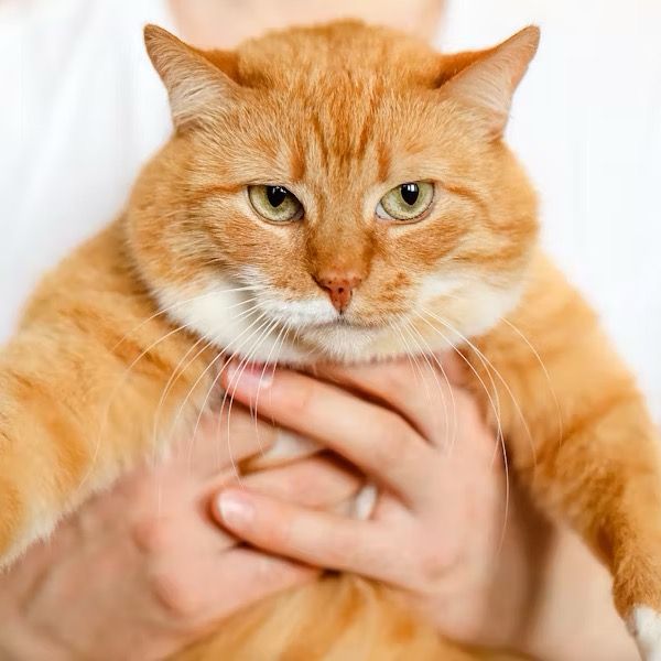 Cat Tales